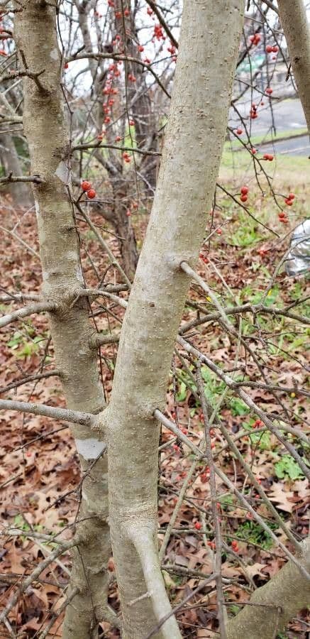 Ilex decidua 25