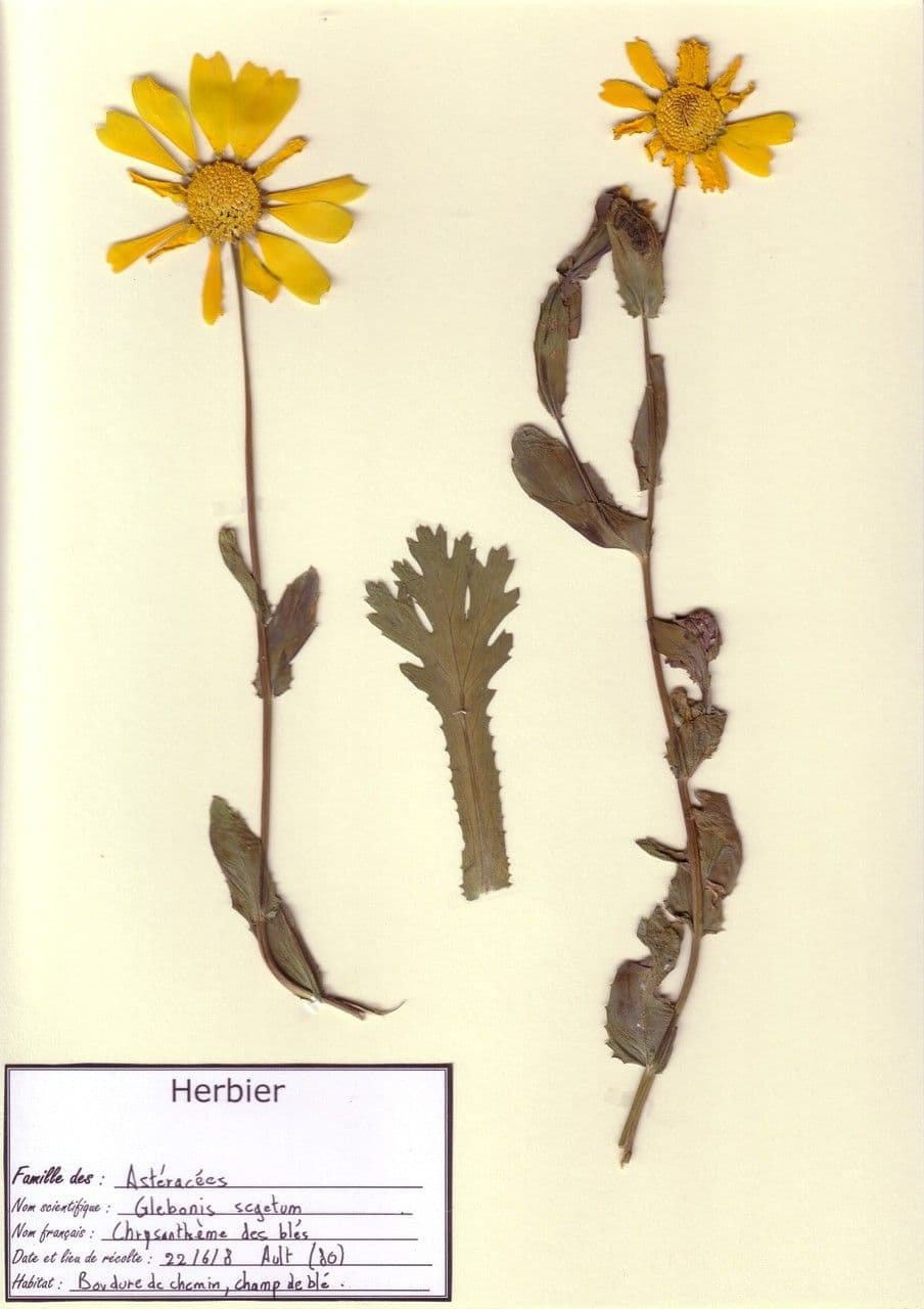 Saat-Wucherblume 27