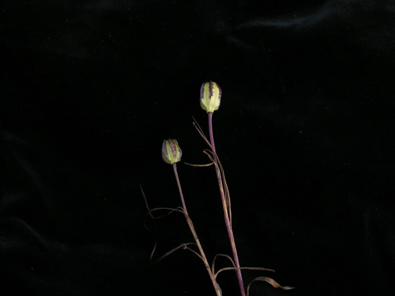 Zwerglilie 6