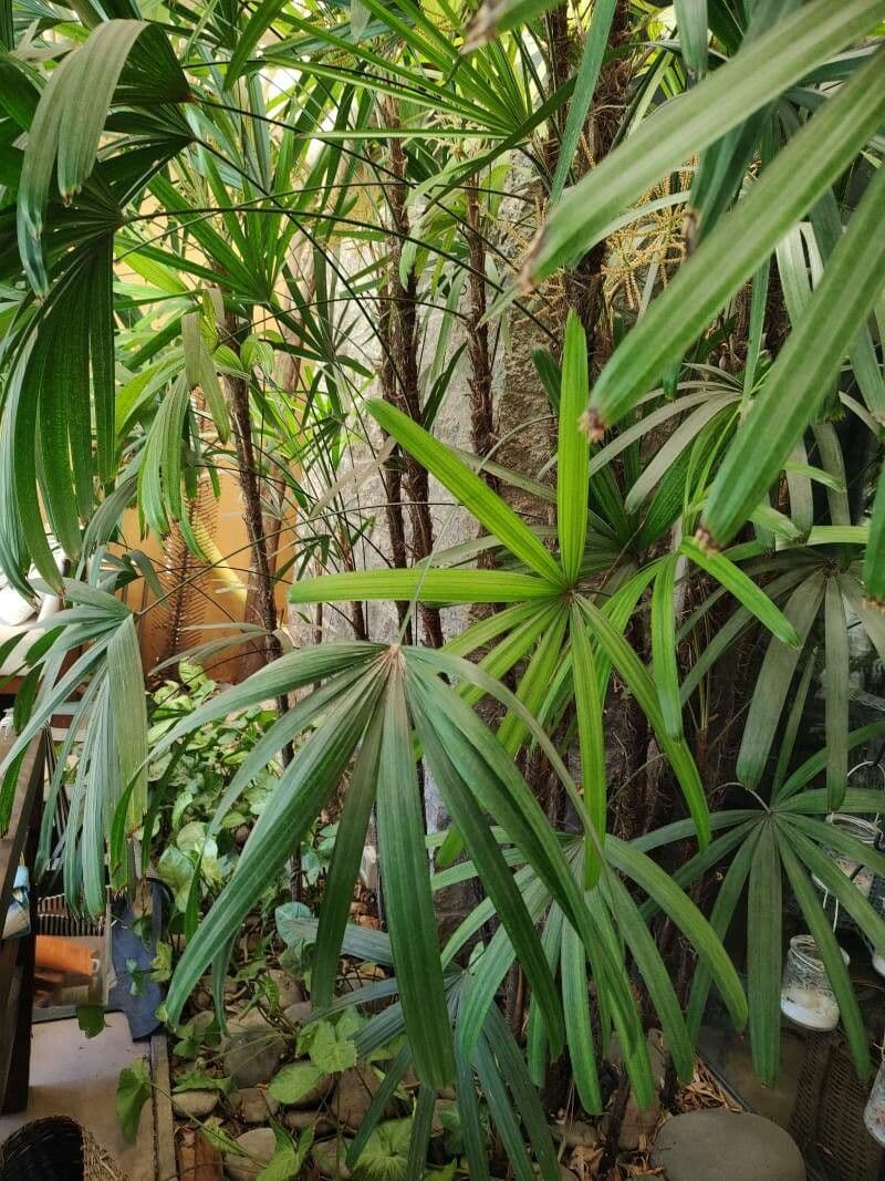 Palma di bambù 17