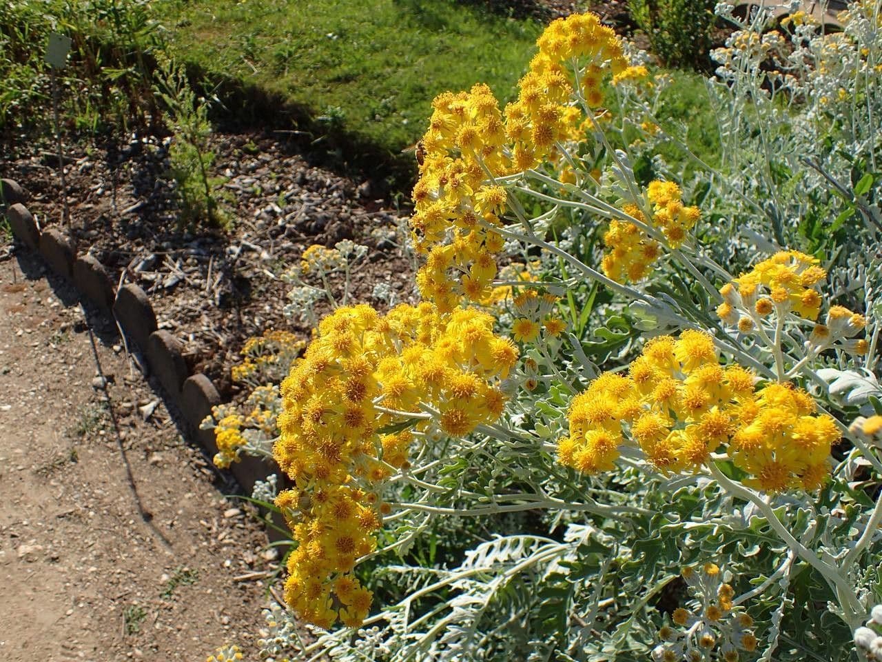 Cineraria 13
