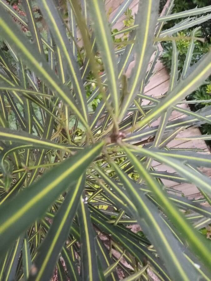 Bois de lance 4