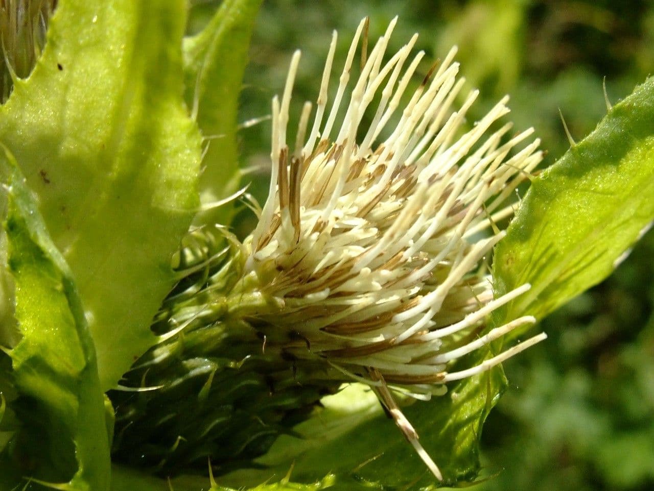 Kohldistel 2