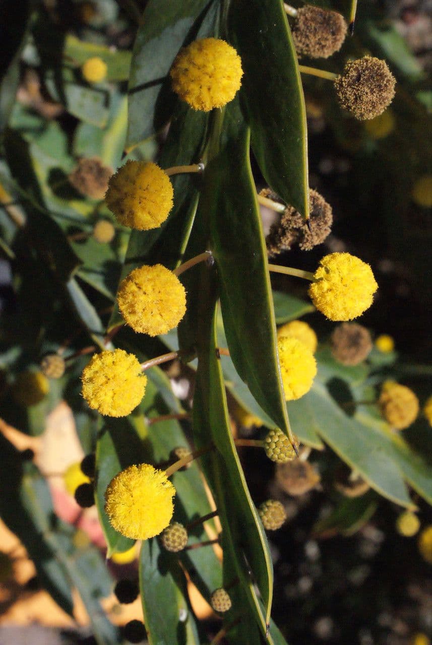 Acacia glaucoptera 8