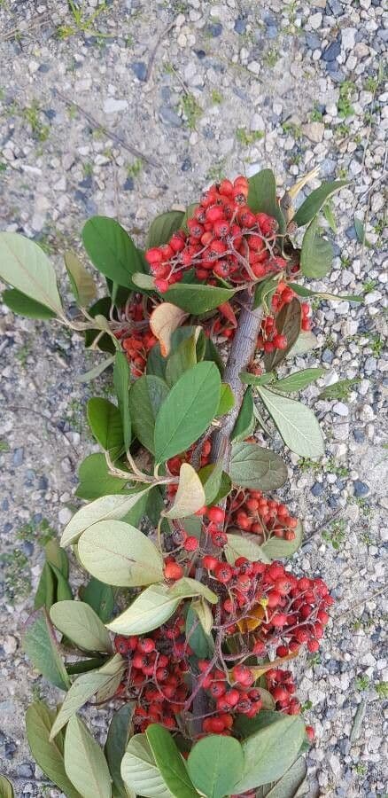 Cotoneaster 23