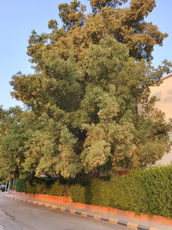 Konoš 11
