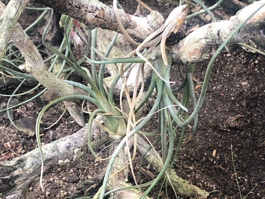 Tillandsia