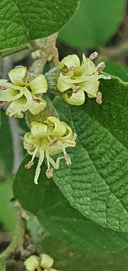 Cordia 6