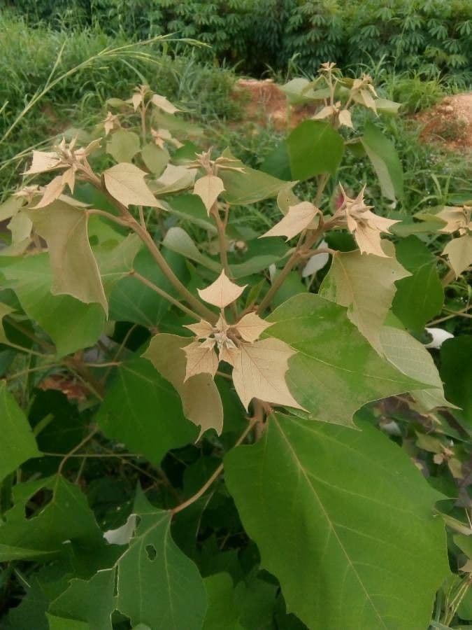 Mallotus 2