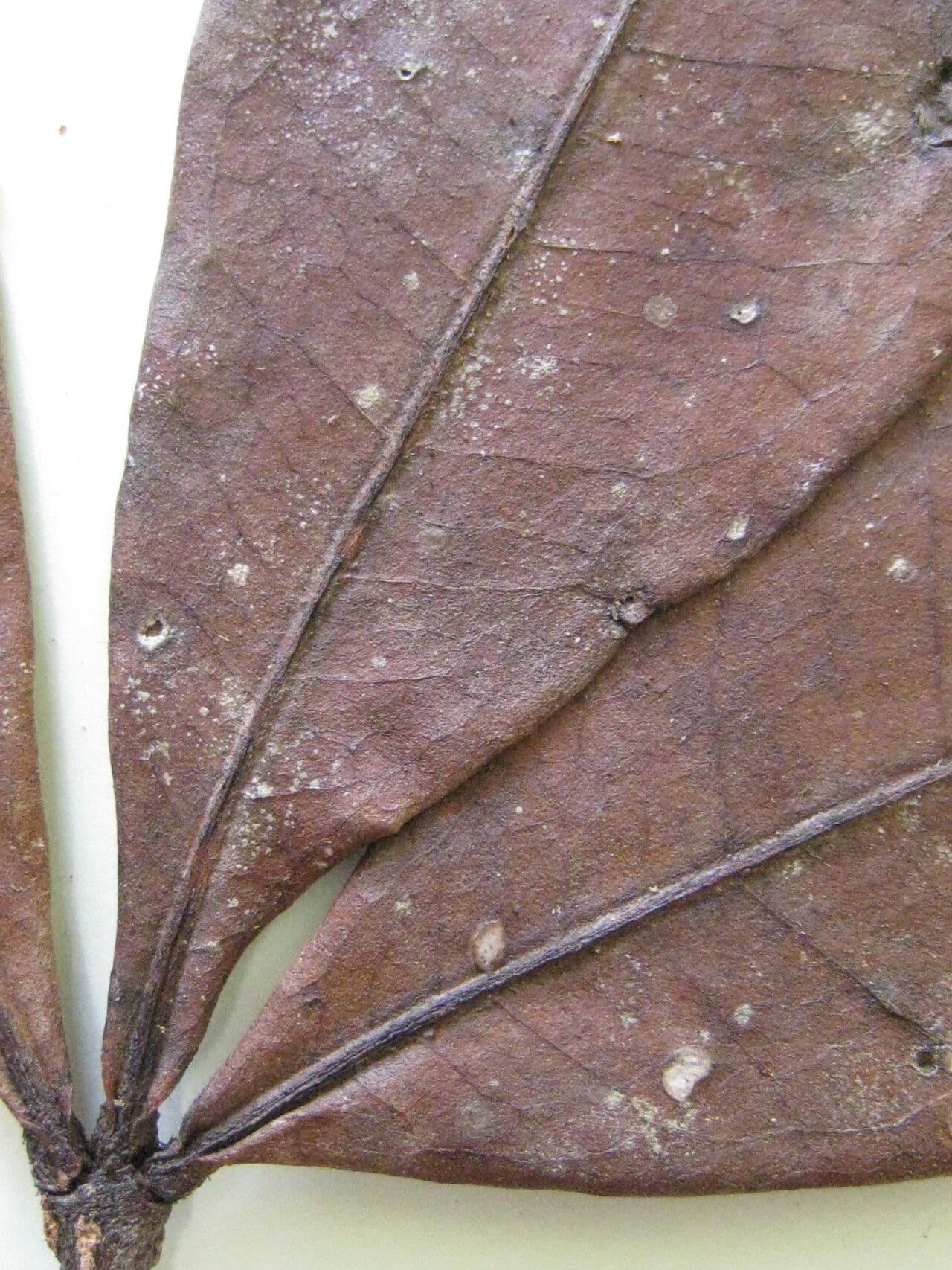 Eriotheca globosa 8