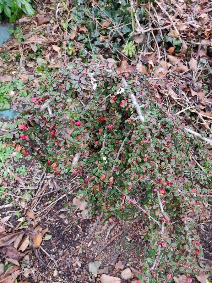 Cotonéaster de Suède 5