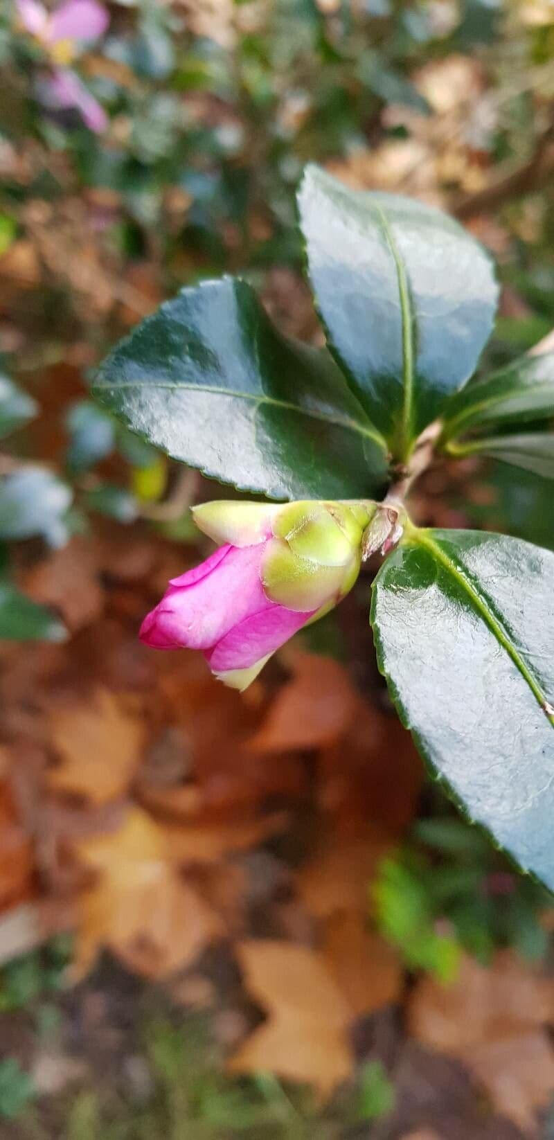 Camelia sasanqua 28