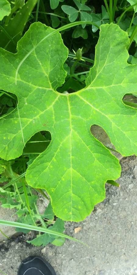 Figleaf gourd 17