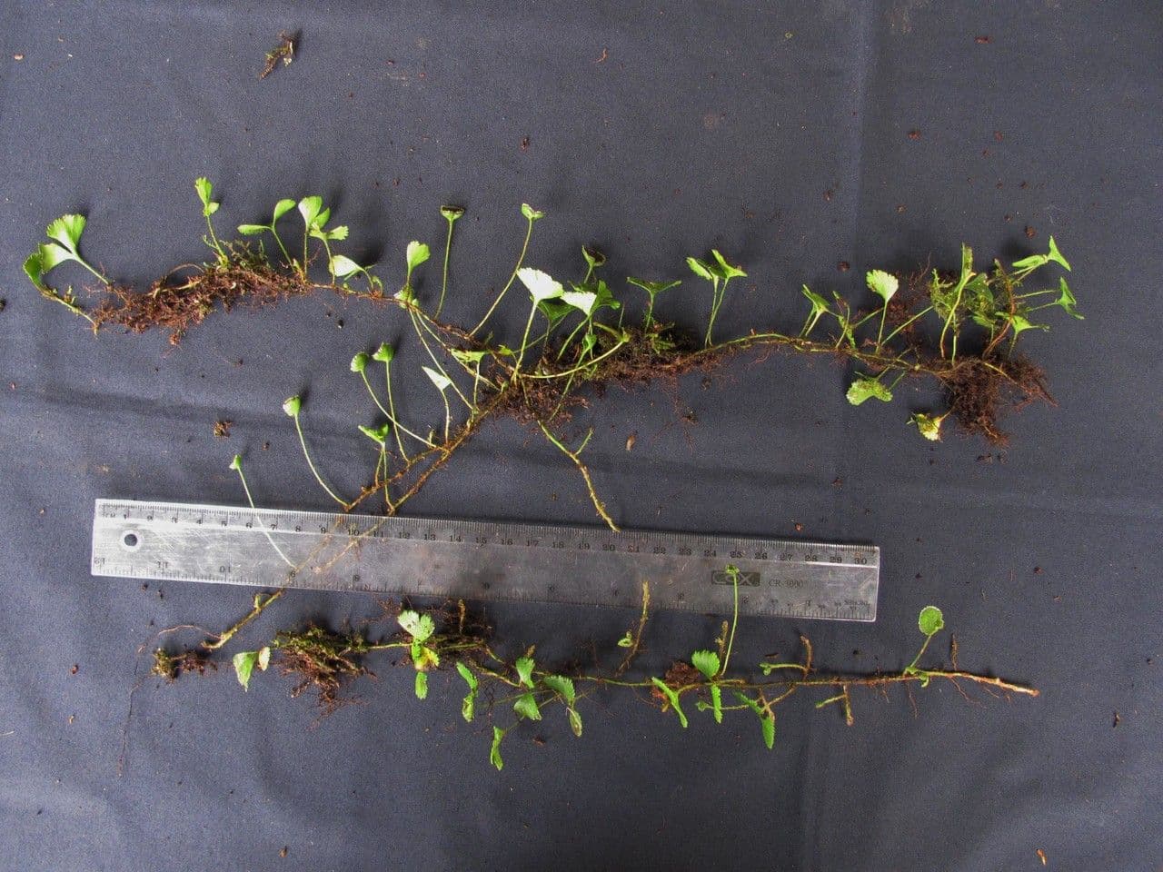 Elaphoglossum peltatum 17