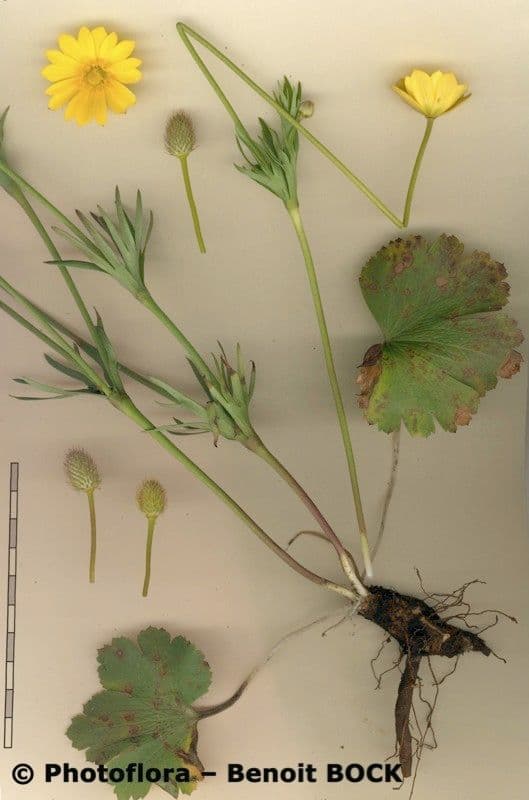 Anemone palmata 24