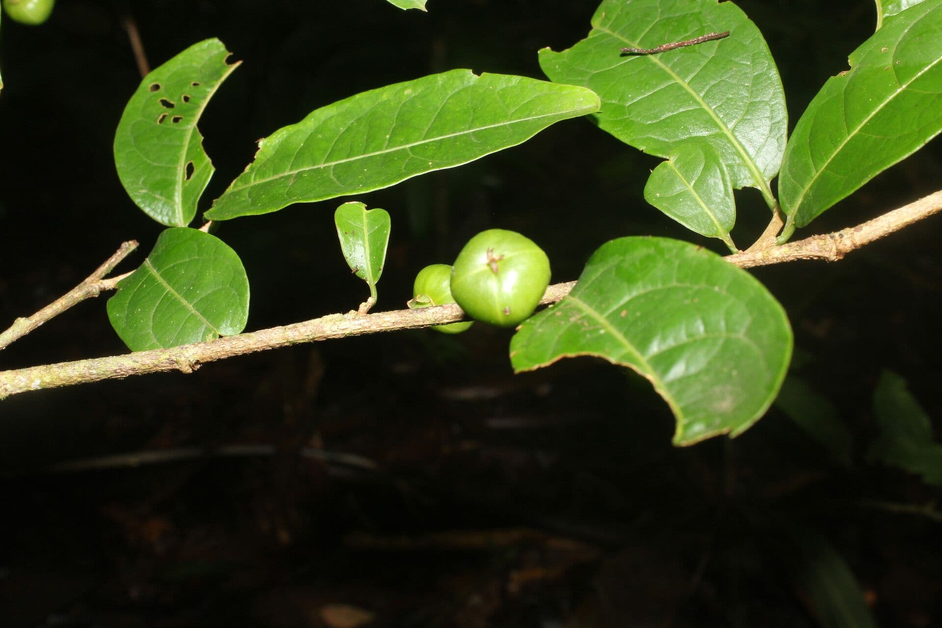 Margaritaria nobilis