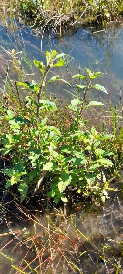 Centratherum punctatum 7