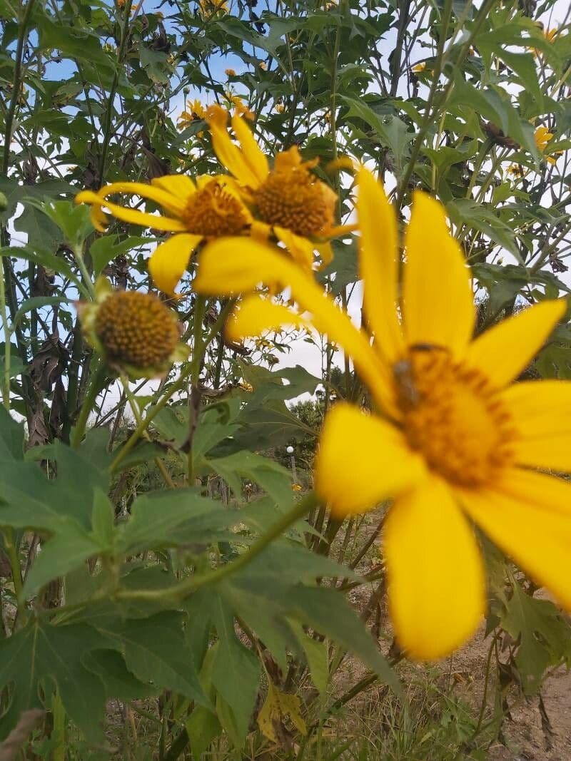 Tithonia diversifolia 9