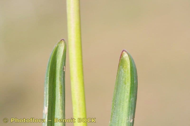 Muscari azzurro 23