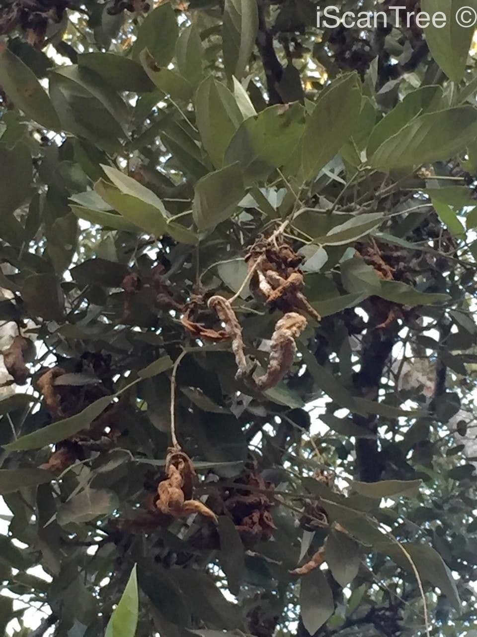 Albizia 2