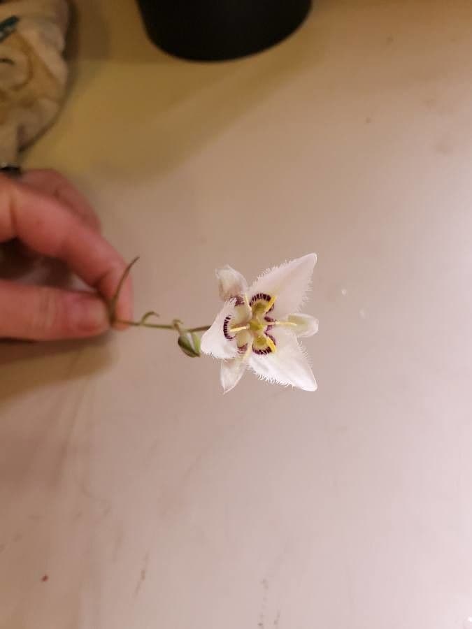 Calochortus Lyallův 5