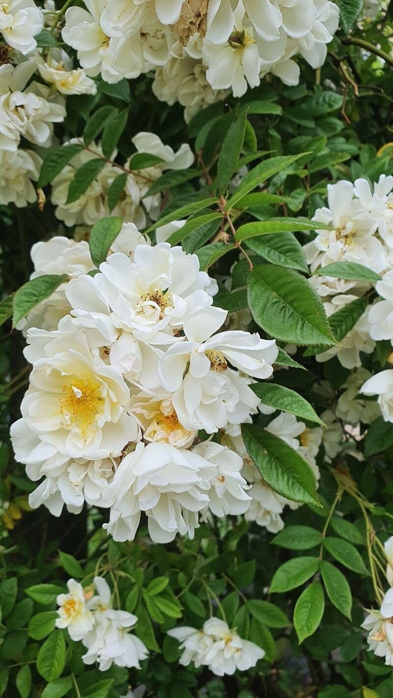Moschus-Rose 8