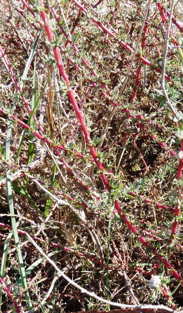 Bassia prostrata 9
