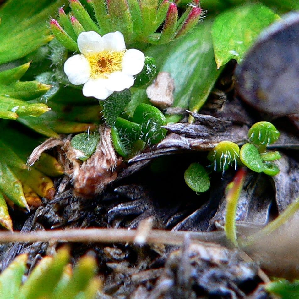 Ourisia 3
