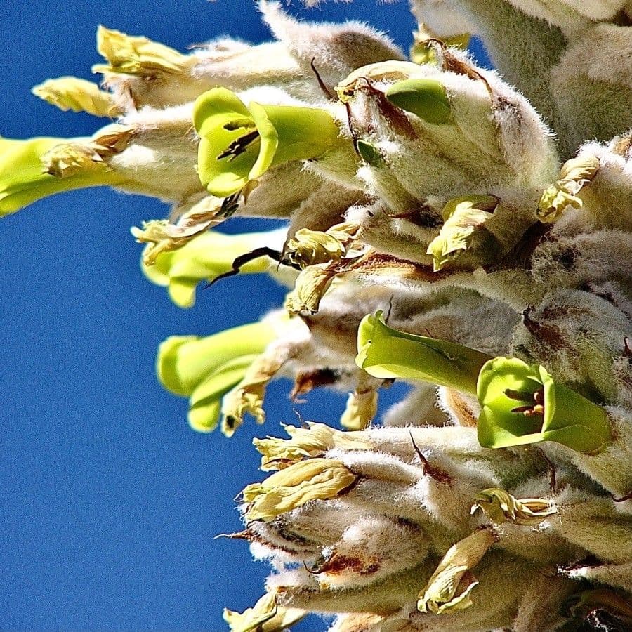 Puya 2