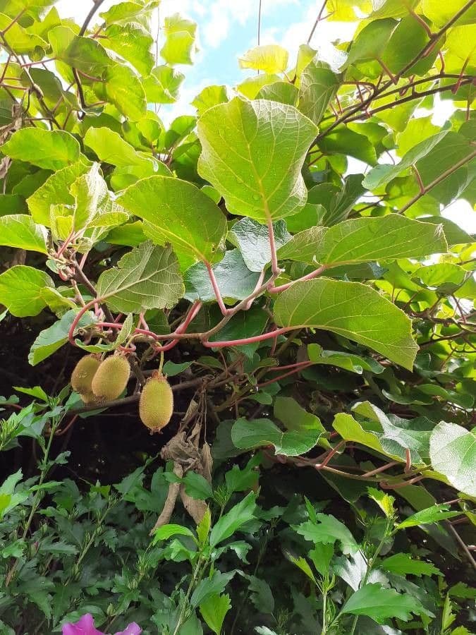 Kiwi dorato 28