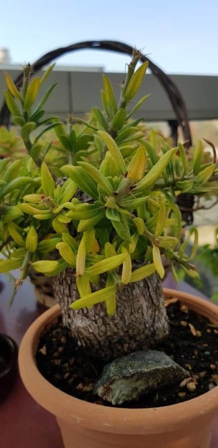 Pachypodium 3