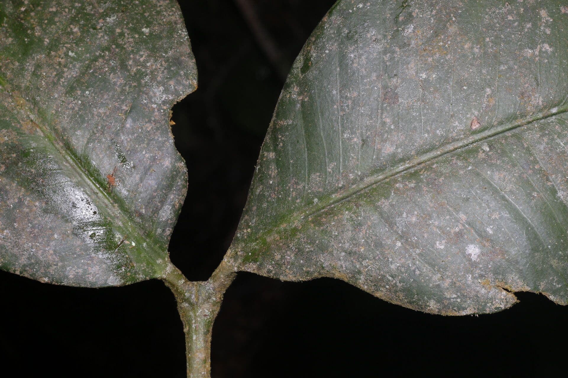 Garcinia 7