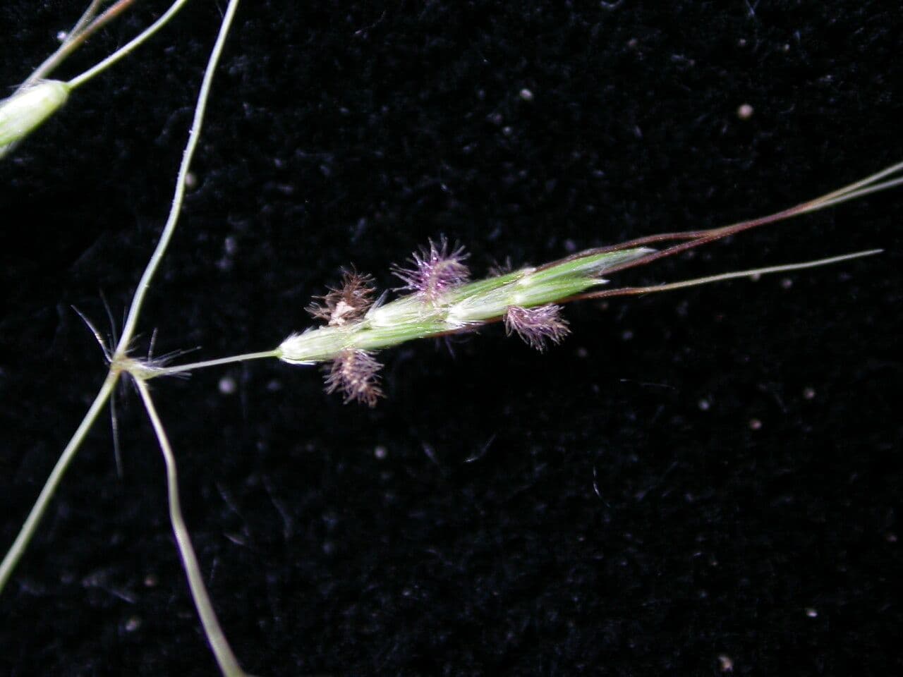 Capillipedium 4
