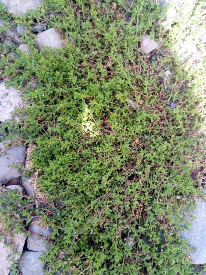 Herniaria 15