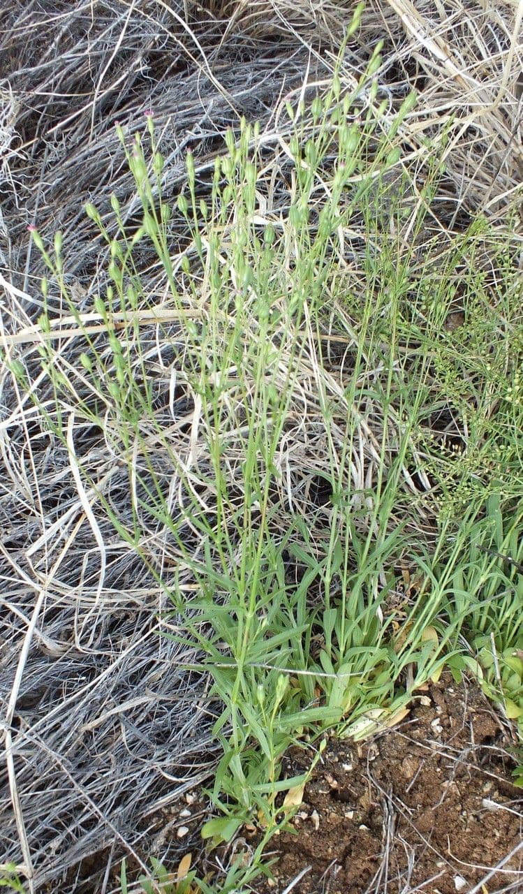 Silene antirrhinum 6