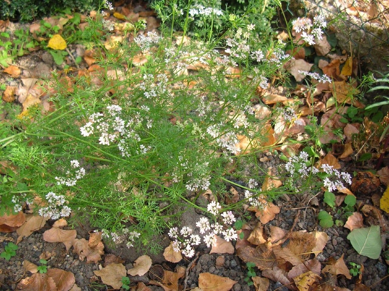 Coriandolo 11