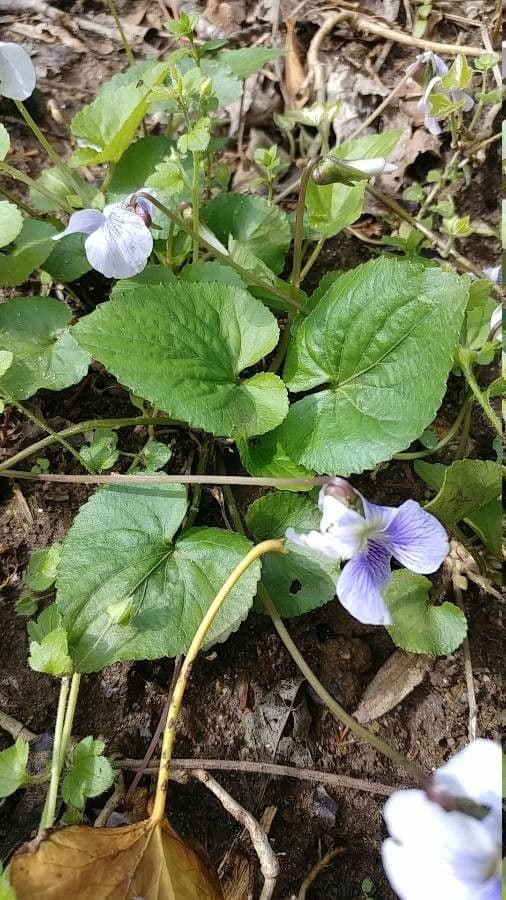 Viola speronata 13