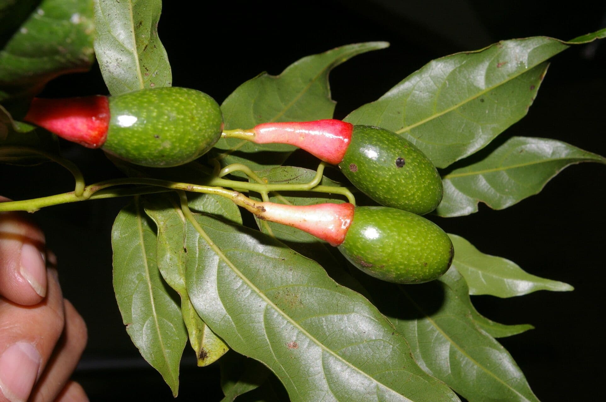 Ocotea tenera 4