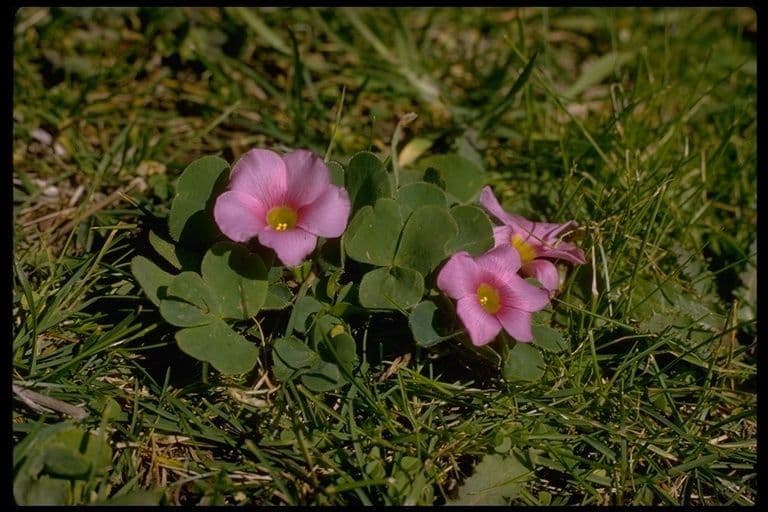 Oxalis pourpre 8