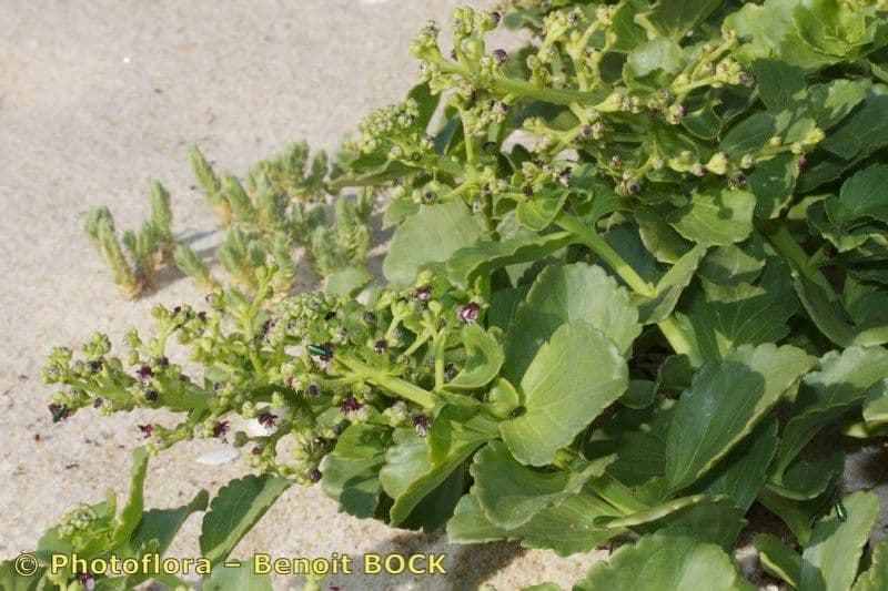 Scrophularia arbustiva 7