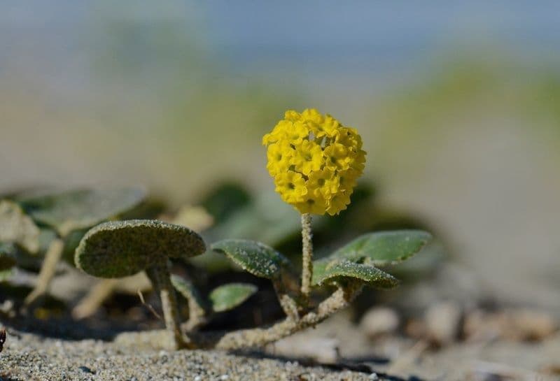 Abronia 13