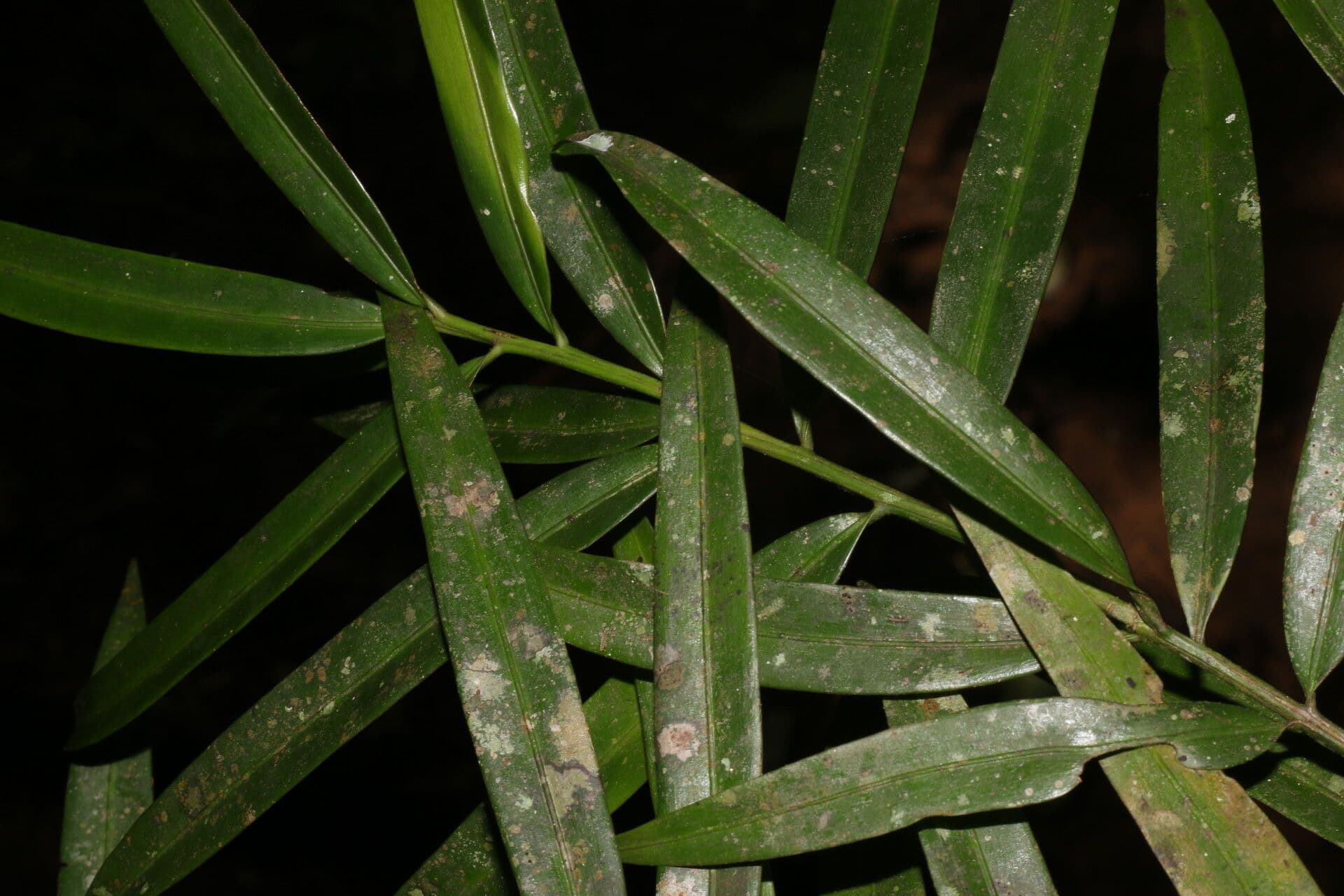 Podocarpo del Guatemala 2