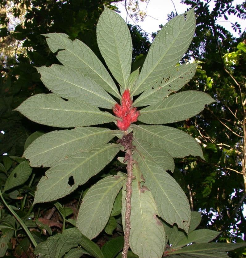 Columnea 16