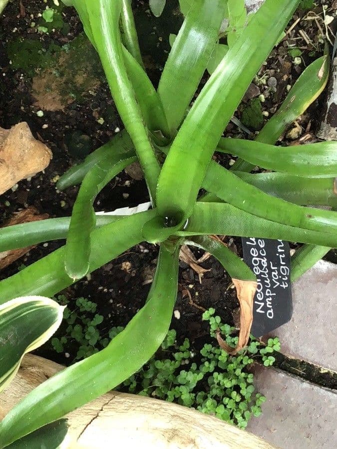 Flaschenförmige Neoregelia