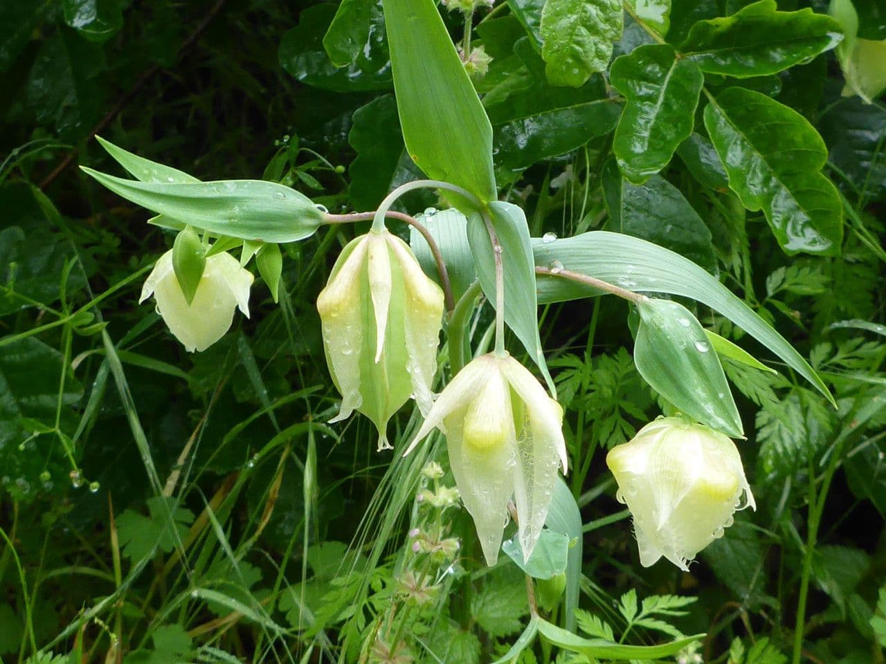 Calochortus 4