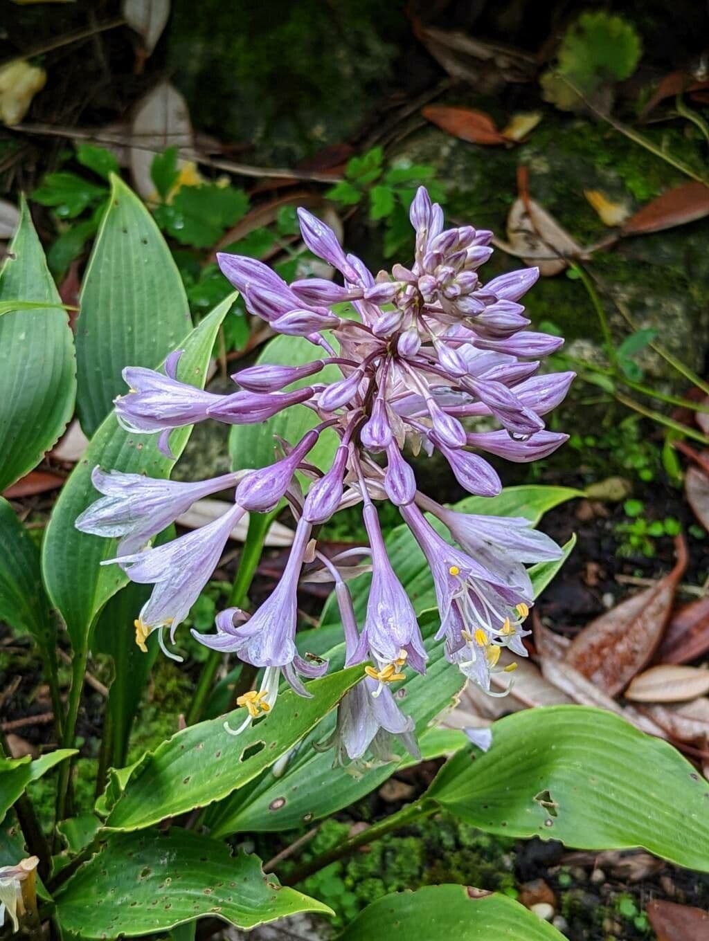 Hosta 5