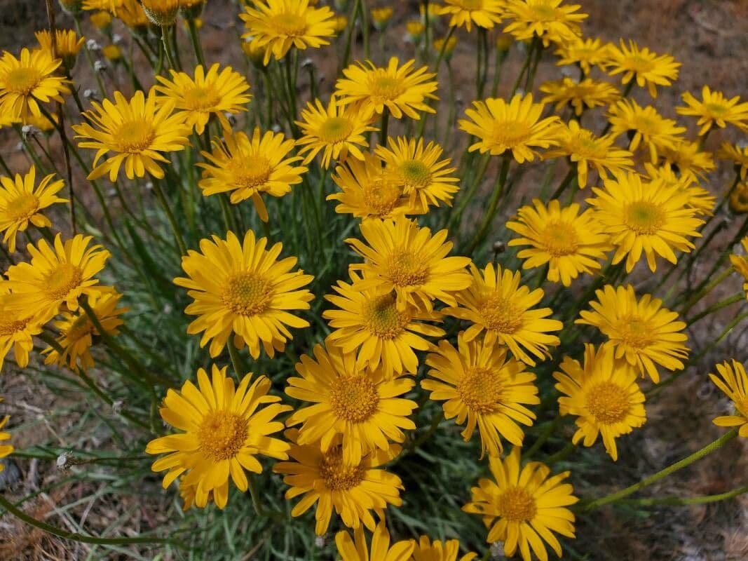 Erigeron 4