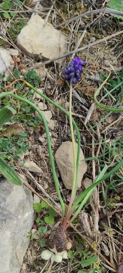 Szafirek miękkolistny 22