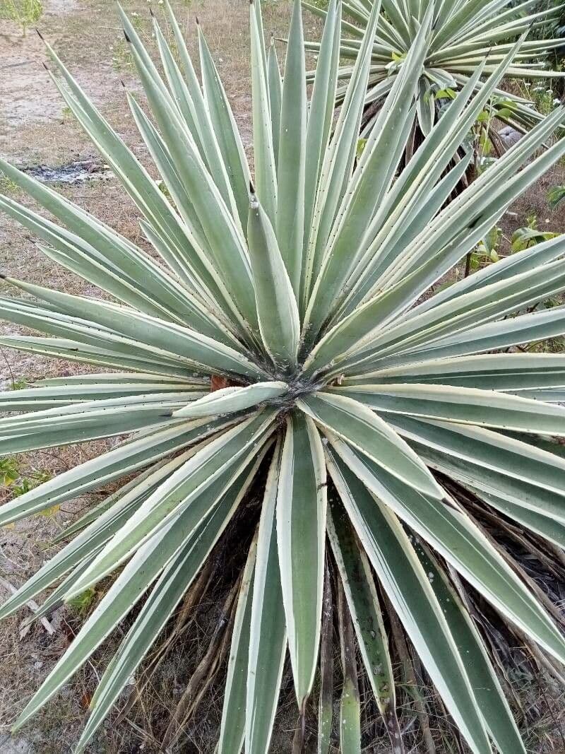 Garten-Sisal 5