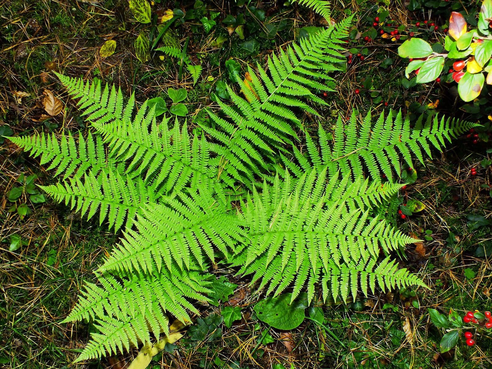 Deparia acrostichoides 7
